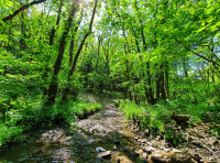 Loxbeare Wood - SOLD
