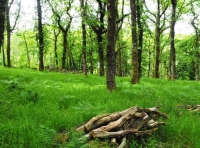 Mead Down Wood - SOLD