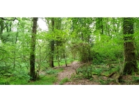 Newbridge Wood - SOLD