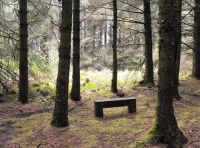 Painters Wood - SOLD