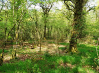Penruddock Wood - SOLD