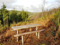 Pinn Wood