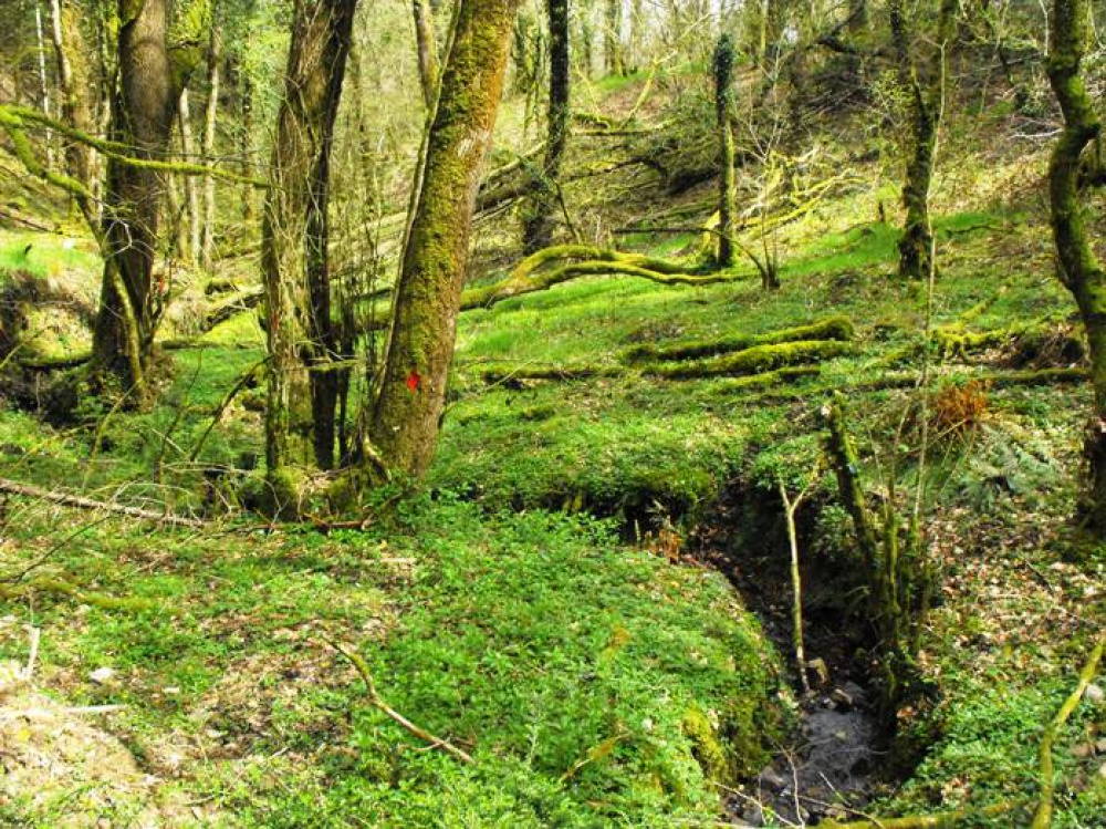 A stream flows near the southern edge of the woodland