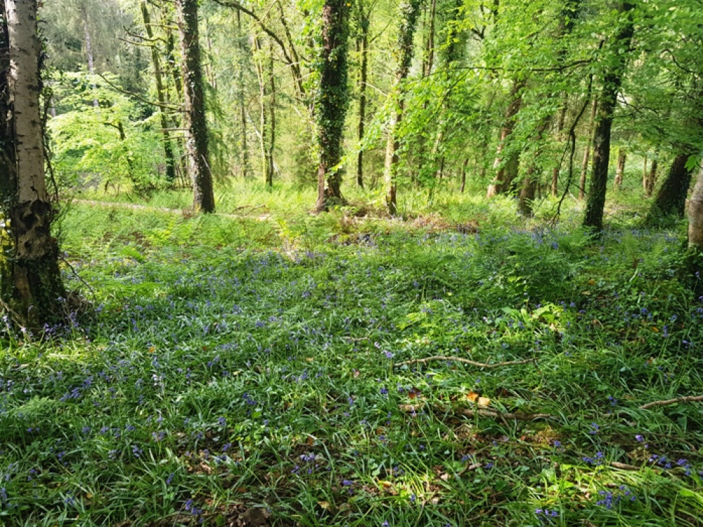 Open space with a carpet of bluebells