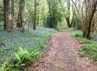 Shilstone Wood - SOLD