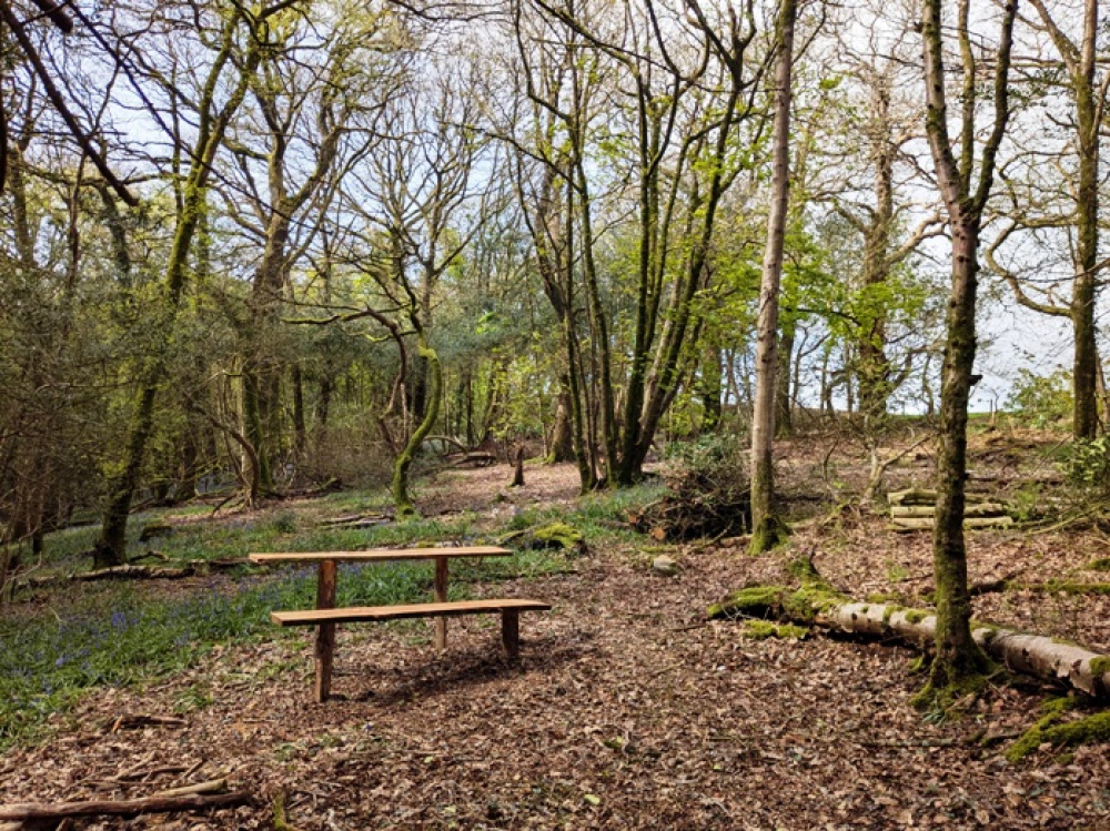 Open area that is perfect for picnicking