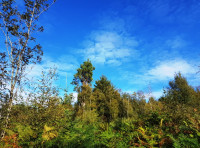 Soldiers Wood