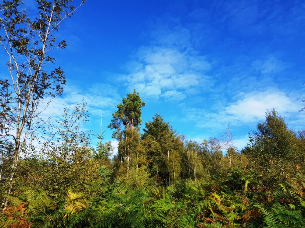 Woodlands for sale in Devon Woodlands.co.uk