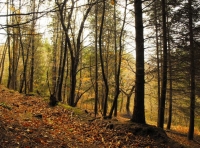 Soussons Wood - SOLD