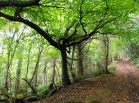 Stocker Wood - SOLD