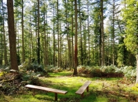 Three Bares Wood - SOLD