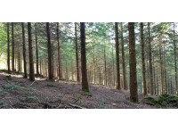 Tinners Wood - SOLD