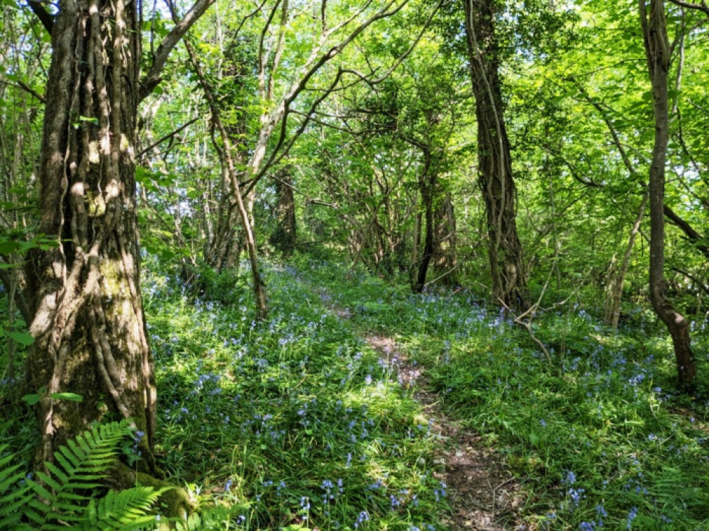 Bluebell coated ground floor