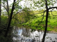 Williamson Wood - SOLD