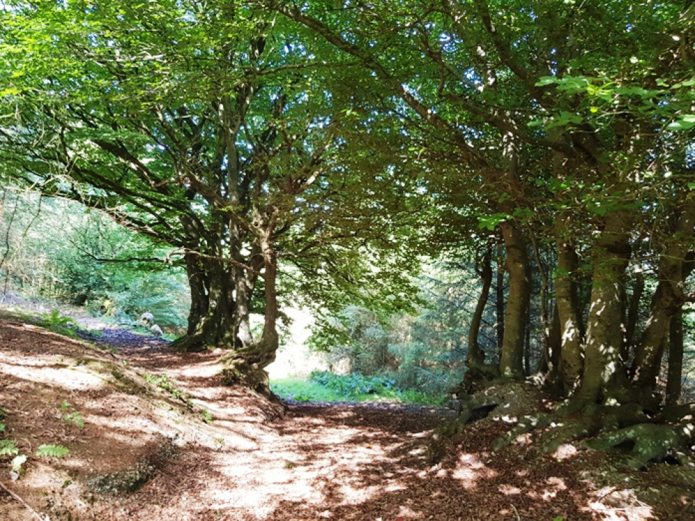 Looking down through the historic bank