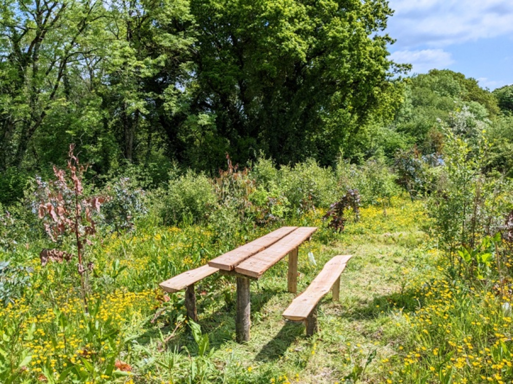 Locally sourced bench in a sunny glade
