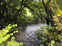 Yeo Water Wood & Meadow - SOLD