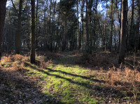Aegels Wood