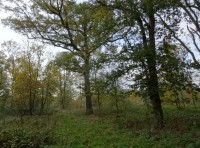 Bare Buck Wood