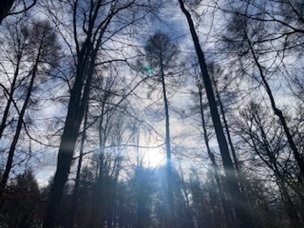 Sunlight through the trees.