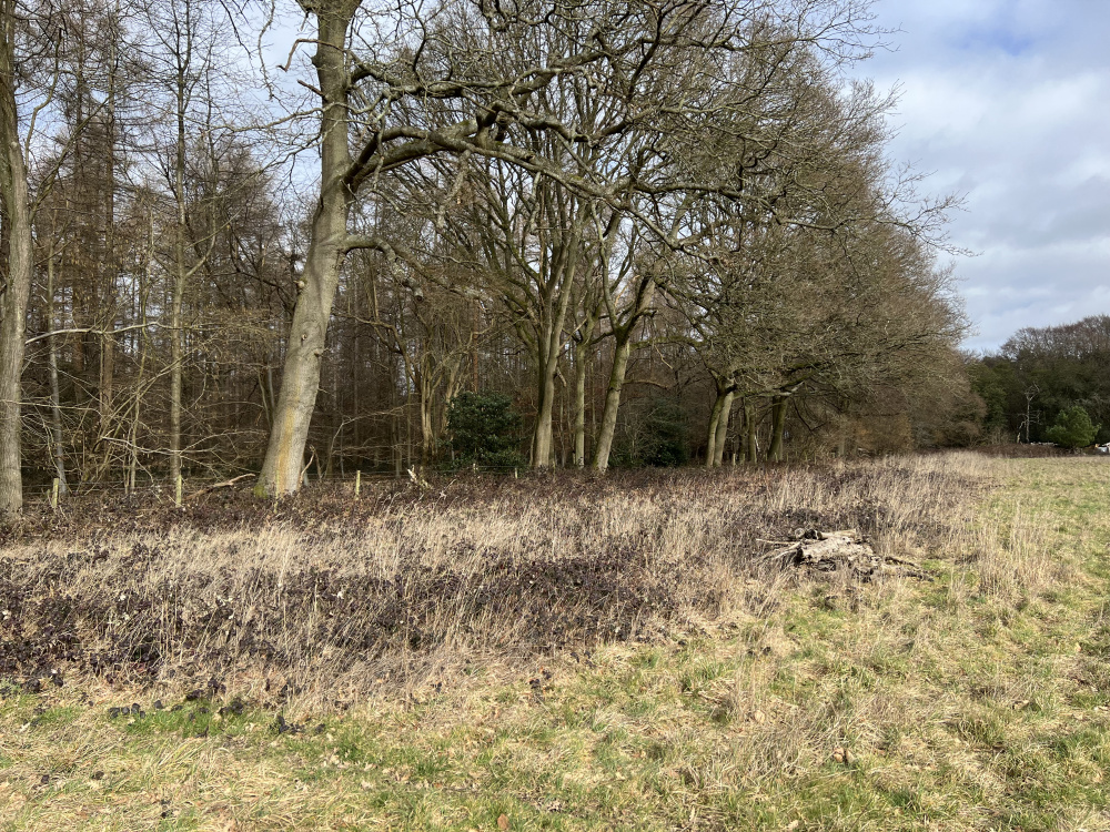 Chiltern Hills, Woodland, Wildlife, Beechwood