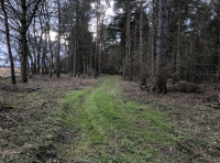 Blickling Wood - SOLD