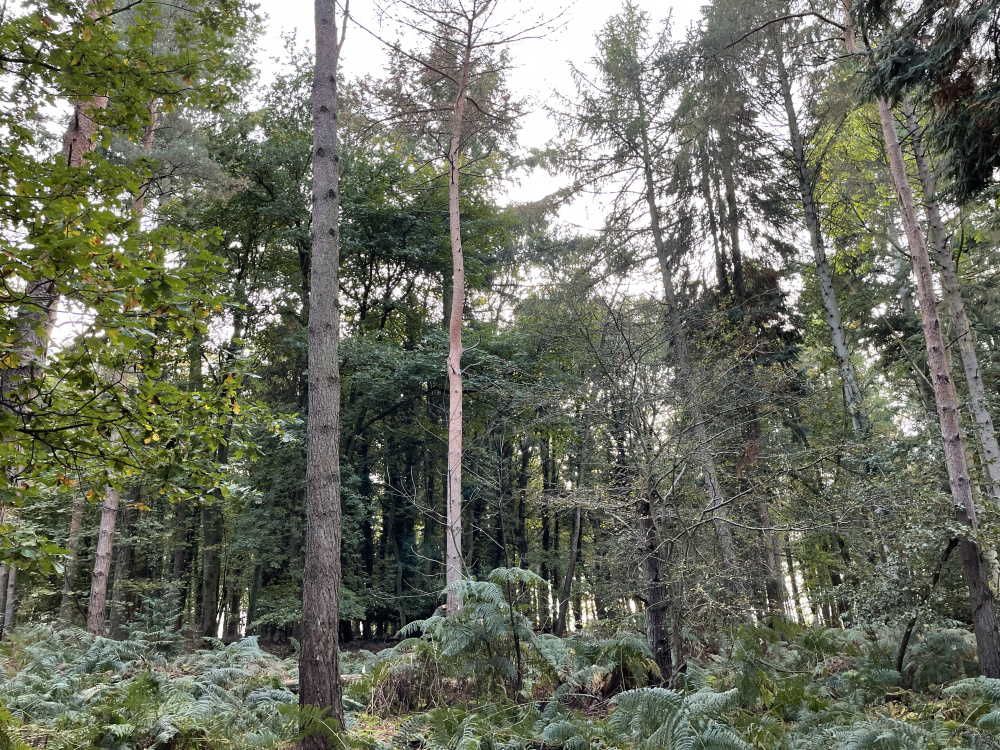 Fir & Pine canopy