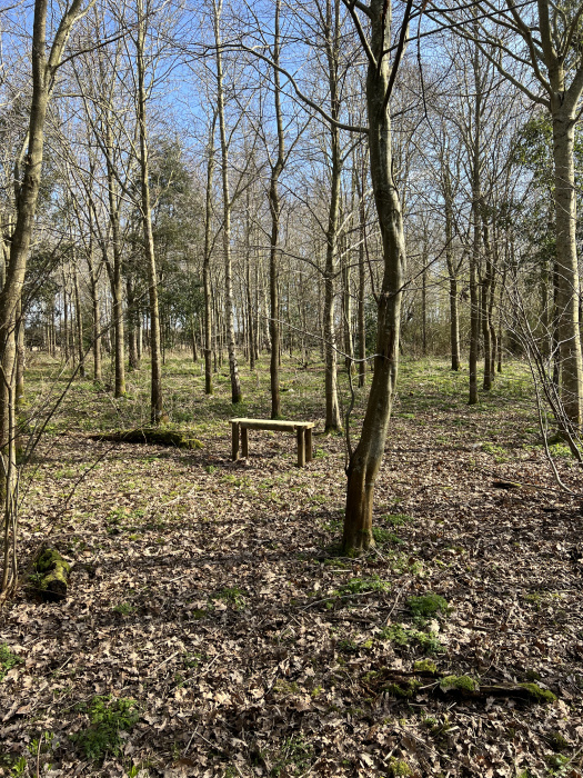 Bench in the woods.