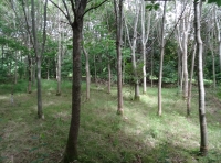 Buzzard Wood - SOLD