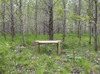 Canons Wood
