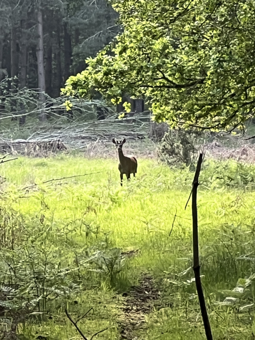 Young red stag.