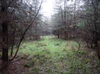 Chalgrove Wood - SOLD