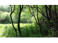 Cotman Meadow - SOLD