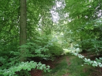 Disraeli Wood - SOLD