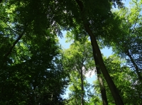 Doe Wood - SOLD