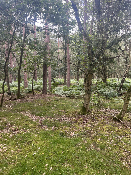 View through the wood. 