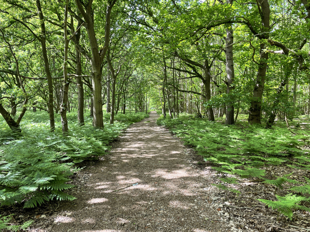 Internal track leading to wood.