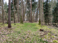 Felbrigg Wood
