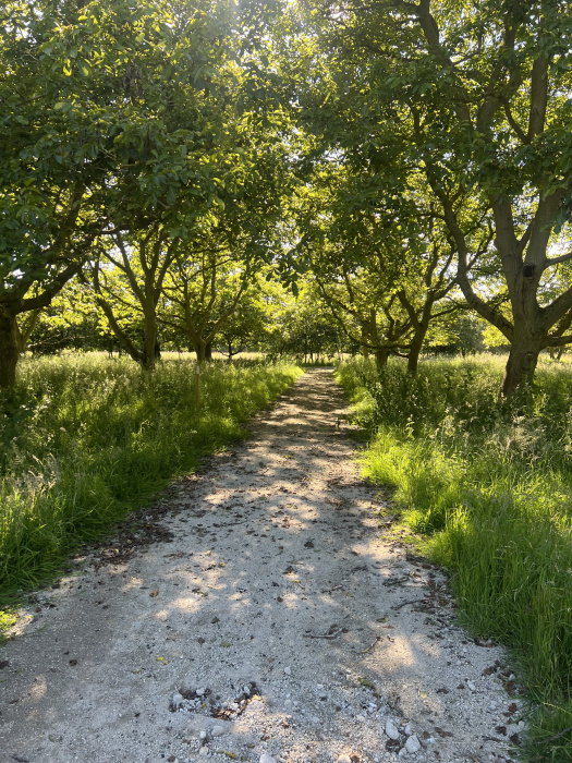 Main track in summer. 
