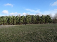 Folkbeard Meadow