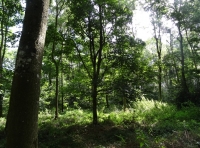 Frige Wood - SOLD