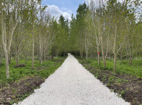Gilbertine Wood