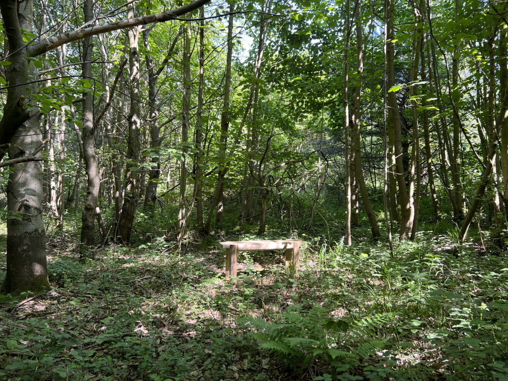 Bench in natural clearing.