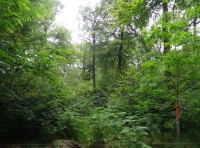 Goneril Wood - SOLD