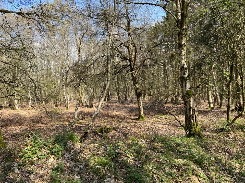 View through the wood.