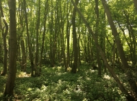 Gosford Wood - SOLD