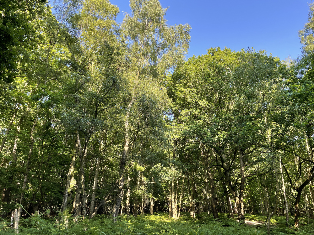 Oaks & Silver birch.