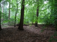 Hampden Wood - SOLD