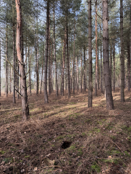 View through the wood. 