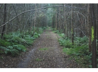 Hullier Wood - SOLD